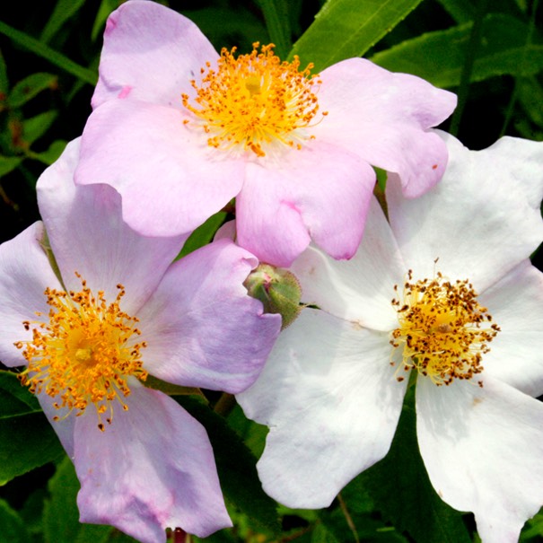 Rosa setigera ILLINOIS ROSE DSC2555-34