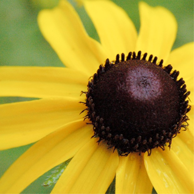 Rudbeckia hirta BLACK-EYED SUSAN