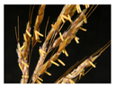 sample card - Sorghastrum nutans INDIAN GRASS(1)