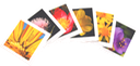 Sample five select Folio images