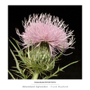Sample Folio image - Cirsium discolor PASTURE THISTLE