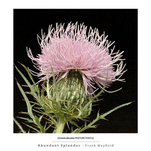 Sample Folio image - Cirsium discolor PASTURE THISTLE