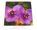 Sample Folio image - Tradescantia ohiensis COMMON SPIDERWORT 