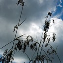 Scirpus cyperinus WOOL GRASS _DSC4609-147