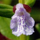 Scutellaria parvula leonardii SMALL SKULLCAP
