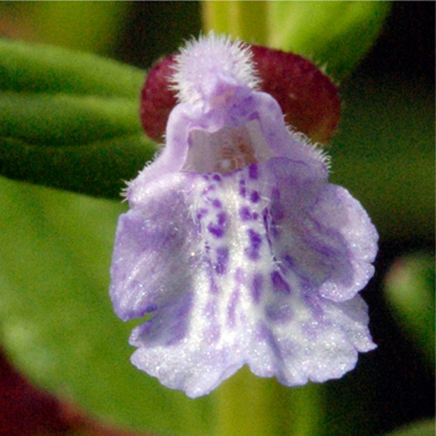 Scutellaria parvula leonardii SMALL SKULLCAP