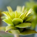 Silphium integrifolium deamii DEAM'S ROSINWEED (1)