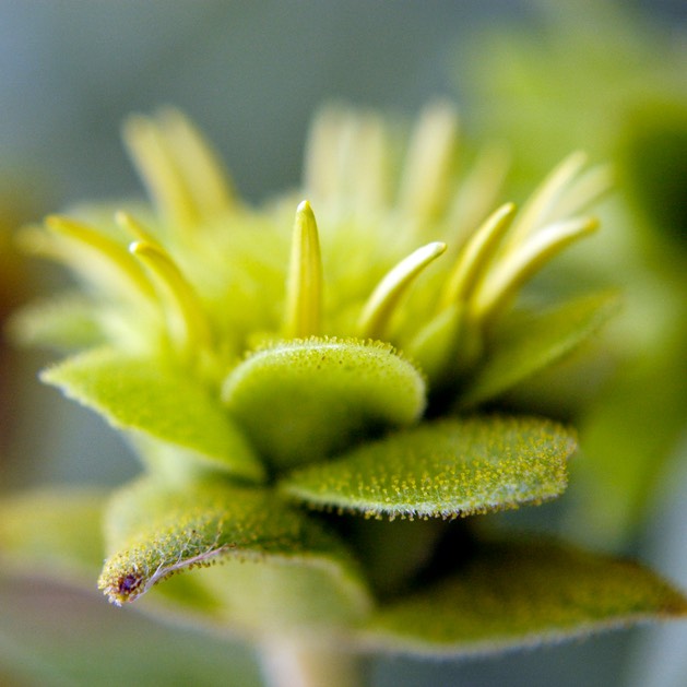 Silphium integrifolium deamii DEAM'S ROSINWEED (1)