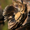 Silphium laciniatum COMPASS PLANT.mass (2)