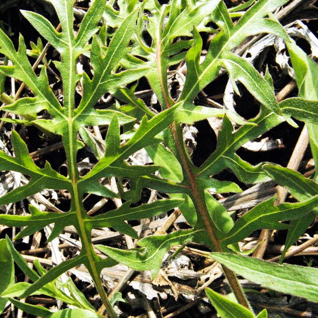 Silphium laciniatum COMPASS PLANT (1)