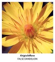 single image, up close