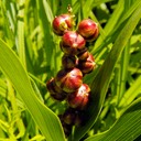 Smilacina stellata STARRY FALSE SOLOMON'S SEAL (2)