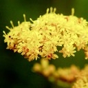 Solidago canadensis CANADA GOLDENROD DSC3456-22