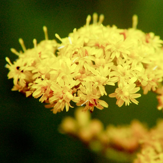 Solidago canadensis CANADA GOLDENROD DSC3456-22
