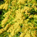 Solidago gigantea LATE GOLDENROD DSC3002-50