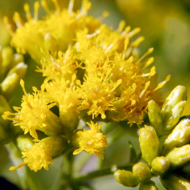 Solidago graminifolia COMMON GRASS-LEAVED GOLDENROD  DSC5341-15