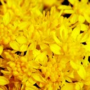 Solidago rigida STIFF GOLDENROD DSC4486-101