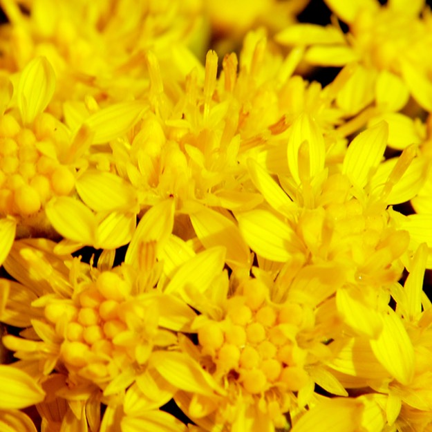 Solidago rigida STIFF GOLDENROD DSC4486-101