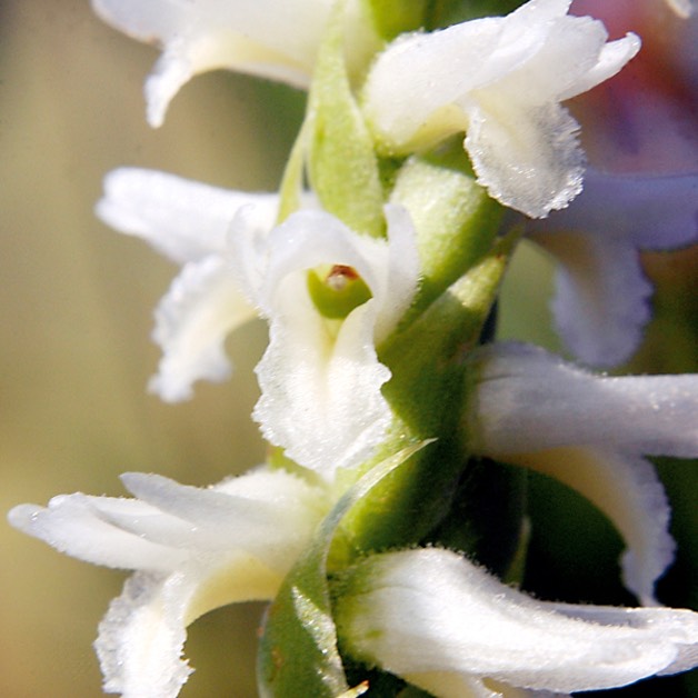 Spiranthes magnicamporum GREAT PLAINS LADIES' TRESSES DSC6562-1-29