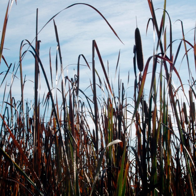 Typha angustifolia NARROW-LEAVED CATTAIL.369.DSC_0221