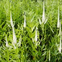 Veronicastrum virginicum CULVER’S ROOT