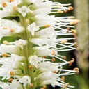 Veronicastrum virginicum CULVER'S ROOT