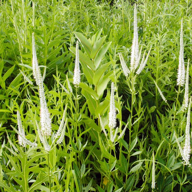 Veronicastrum virginicum CULVER’S ROOT