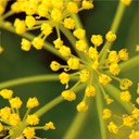 Zizia aurea GOLDEN ALEXANDERS