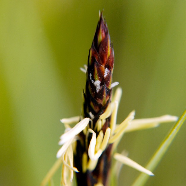 08. Carex pensylvanica
COMMON OAK SEDGE (1)