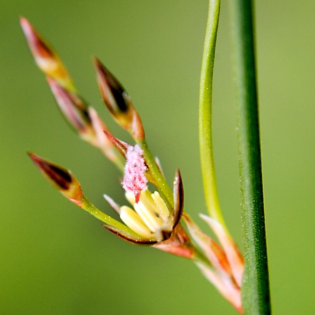 23. Juncus balticus littoralis LAKE SHORE RUSH