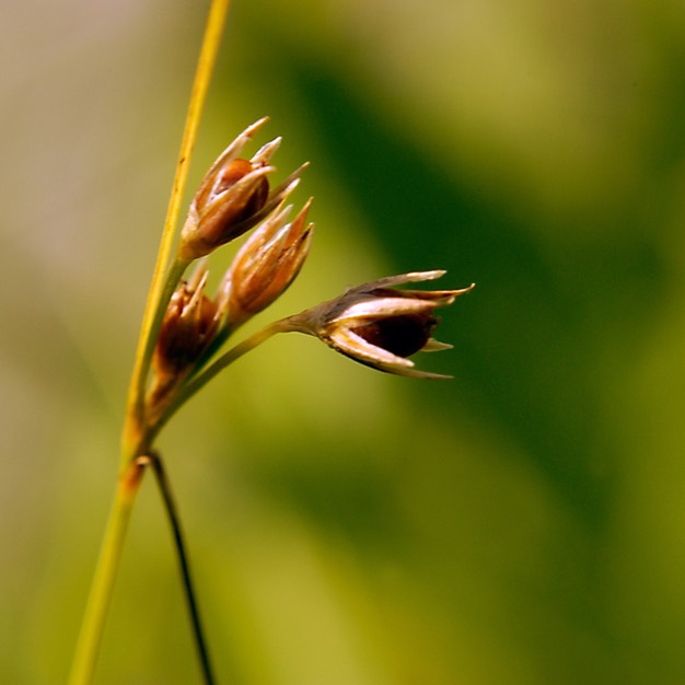 33. Juncus dudleyi
DUDLEY’S RUSH (2)