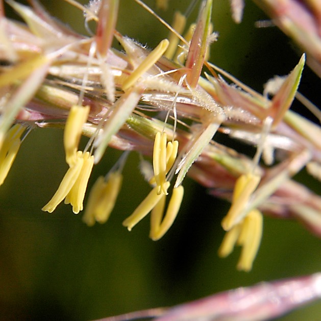 55. Andropogon scoparius LITTLE BLUESTEM GRASS (1)