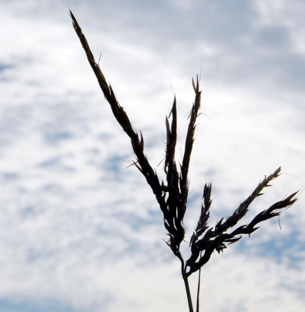 Andropogon gerardii BIG BLUESTEM GRASS