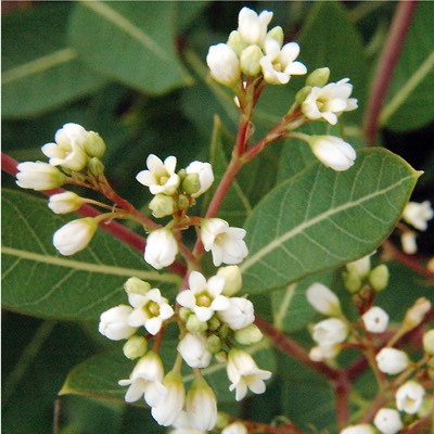 Apocynum sibiricum PRAIRIE INDIAN HEMP