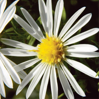 Aster pilosus HAIRY ASTER