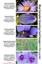 BLUE SAMPLER greeting card image spread mixed (1)