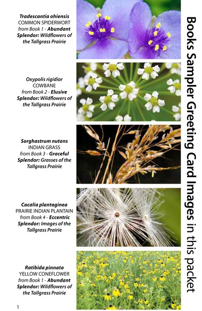 BOOK SAMPLER greeting cards HORIZONTAL (01)