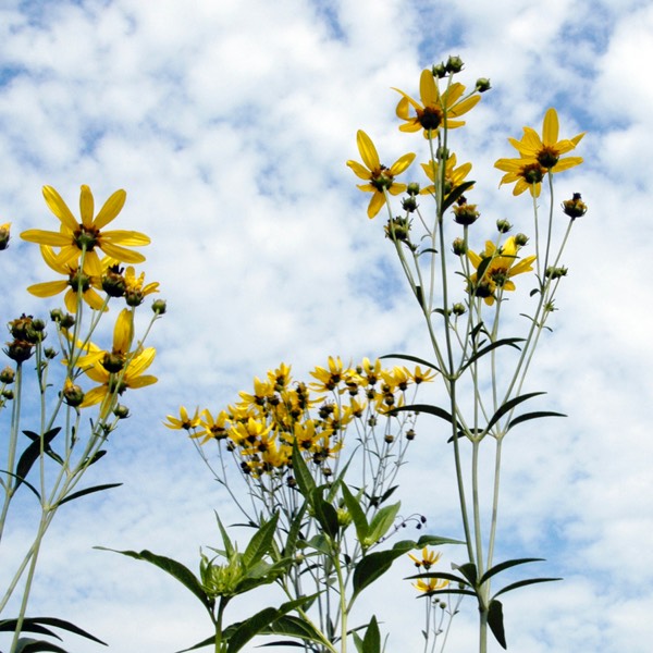 Coreopsis tripteris TALL COREOPSIS DSC3135
