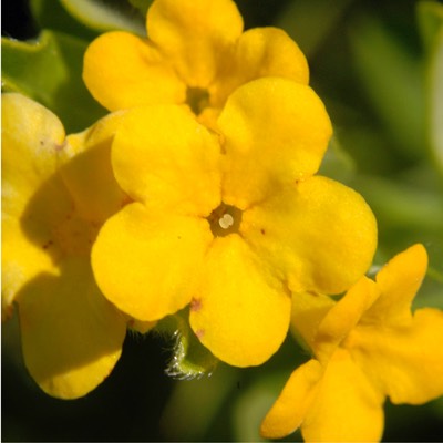 Lithospermum canescens HOARY PUCCOON