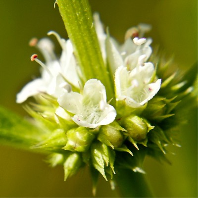 Lycopus americanus COMMON WATER HOREHOUND