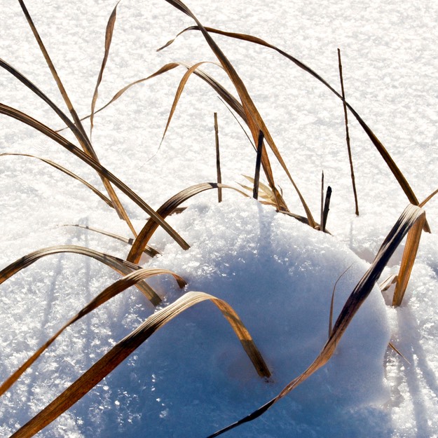 Panicum virgatum SWITCH GRASS