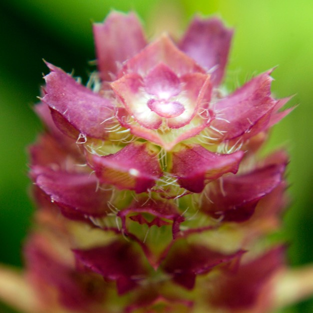 Pedicularis canadensis WOOD BETONY