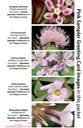 PINK SAMPLER greeting cards MIXED (1)