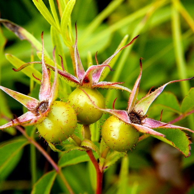 Rosa carolina PASTURE ROSE_DSC6055-44