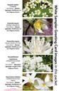 WHITE SAMPLER greeting cards MIXED (2)