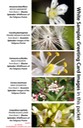 WHITE SAMPLER greeting cards MIXED (1)