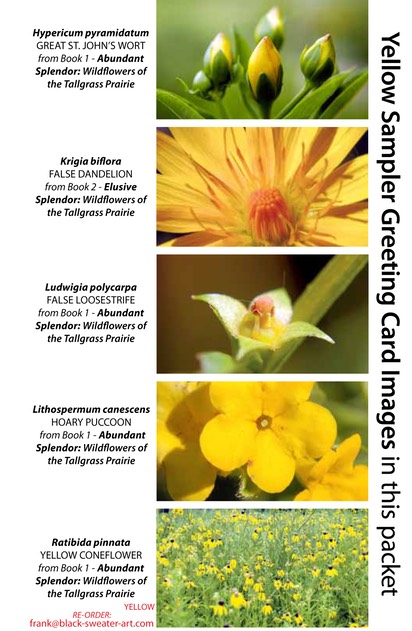 YELLOW SAMPLER greeting cards MIXED (1)